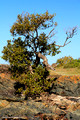 Avicennia marina subsp. australasica - Grey mangrove, White mangrove - Red Head, NSW