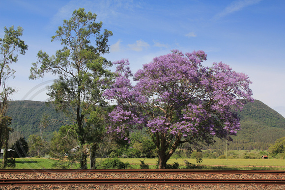 Jacaranda mimosifolia, Mt George 12.11.2015