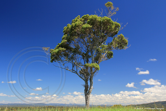 One Tree Hill, Tallwoods Village, Hallidays Point, NSW