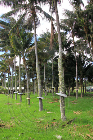 Kentia Palm Plantation Not far from Two Chimneys Reserve, Norfolk Island