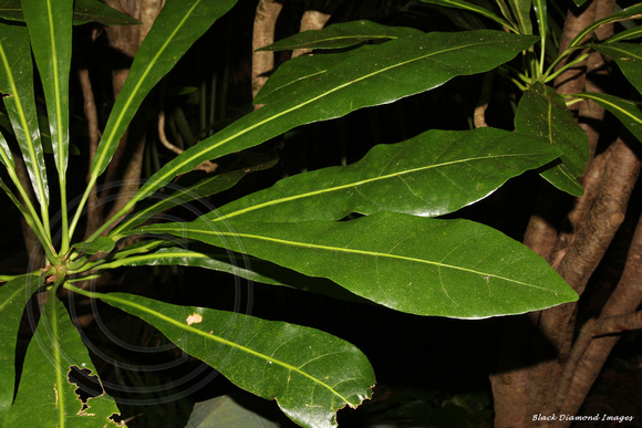 Meryta angustifolia - Narrow-leaved Meryta - Norfolk Island Botanic Gardens