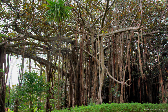 Ficus benghalensis - Indian Banyan, Norfolk Island