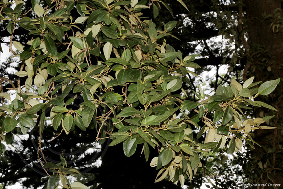 Lagunaria patersonia subsp. patersonia - White Oak, Norfolk Island Botanic Gardens