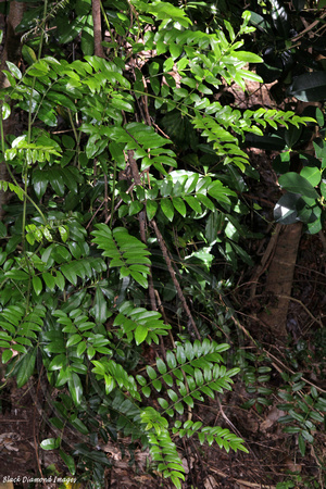 Callerya australis - Blunt Wistaria, Samson's Sinew, Norfolk Island Botanic Gardens