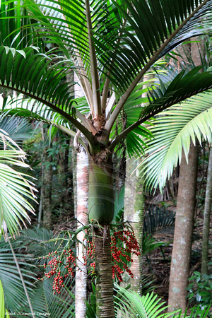Rhopalostylis baueri - Norfolk Island Palm, Norfolk Palm