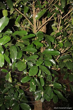 Baloghia inophylla - Brush Bloodwood, Scrub Bloodwood, Norfolk Island Botanic Gardens