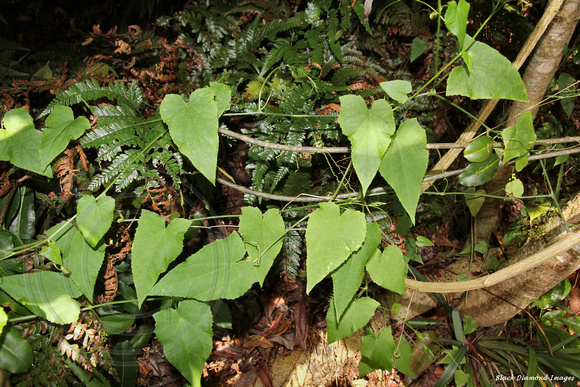 Zehneria bauerana — Native Cucumber, Giant Cucumber - Norfolk Island Botanic Gardens