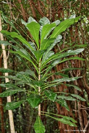 Meryta angustifolia - Narrow-leaved Meryta
