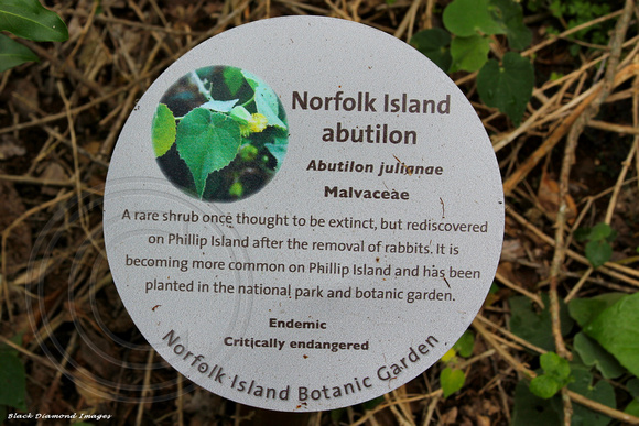 Abutilon julianae - Norfolk Island Abutilon, Norfolk Island Botanic Gardens