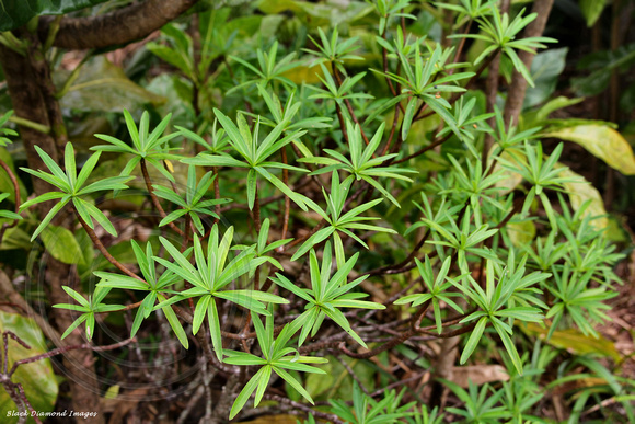 Euphorbia norfolkiana - Norfolk Island Euphorbia, Norfolk Island Botanic Gardens