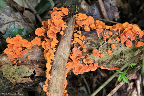 Favolaschia calocera - Orange Pore Fungus, Norfolk Island Botanic Gardens