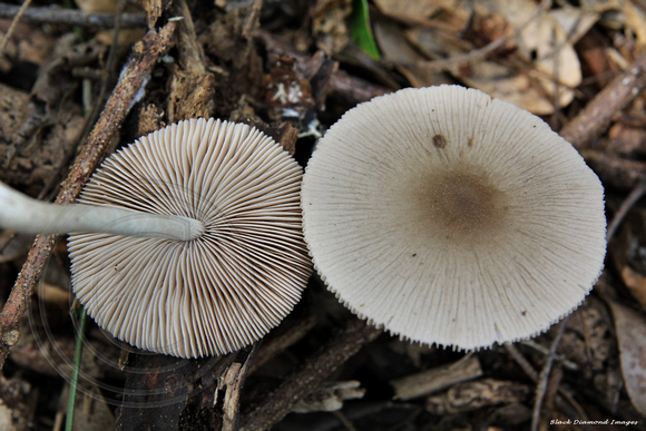 Unidentified Fungi - Norfolk Island Botanic Gardens