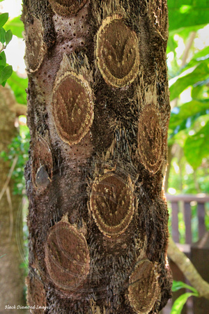 Cyathea brownii - Norfolk Tree Fern, Norfolk Island Botanic Gardens