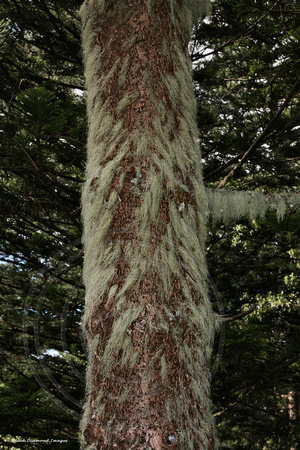 Usnea sp. - Norfolk Island National Park
