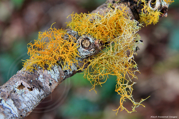 Teloschistes flavicans - Golden Hair Lichen ? - on Araucaria heterophylla, Red Road, Norfolk Island