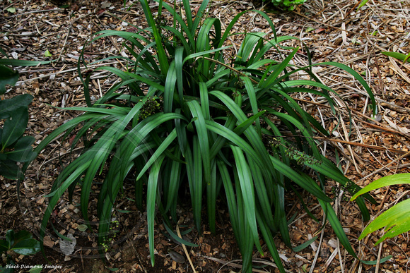Dianella intermedia- Norfolk Island Botanic Gardens