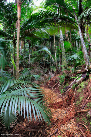 Palm Glen Walking Track, Norfolk Island National Park
