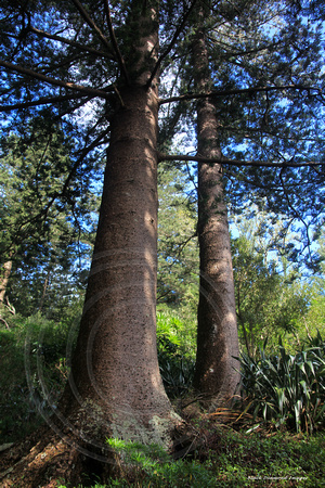 Araucaria heterophylla - Norfolk Island Pine, Norfolk National Park