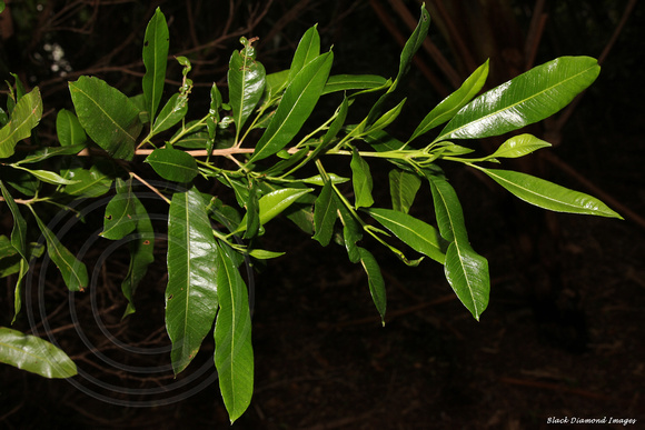 Dodonaea viscosa subsp. viscosa - Hopwood, Norfolk Island National Park