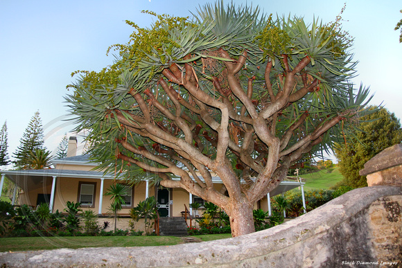 Dracaena draco - Dragon Tree at No.9 Quality Row, KAVHA Research Centre, Kingston, Norfolk Island