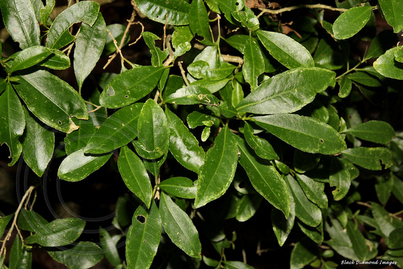 Melicytus ramiflorus subsp. oblongifolius - Whiteywood, Norfolk Island Botanic Gardens