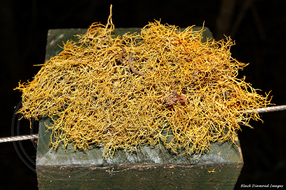 Teloschistes flavicans - Golden Hair Lichen ? -  Red Road, Norfolk Island