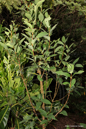 Wikstroemia australis