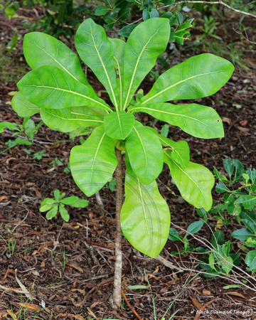 Meryta latifolia - Shade Tree, Broad-leaved Meryta