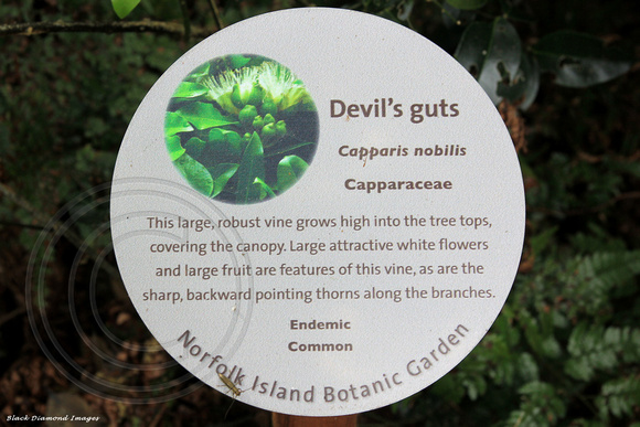 Capparis nobilis - Devil's Guts - Norfolk Island Botanic Gardens