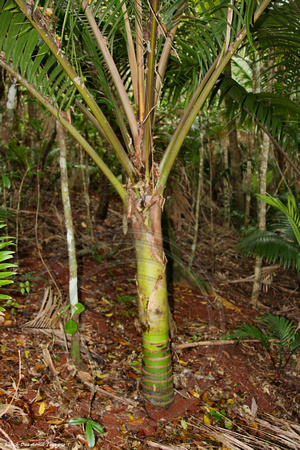 Rhopalostylis baueri - Norfolk Island Palm, Norfolk Palm