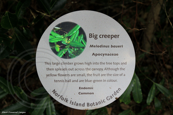 Melodinus baueri - Big Creeper