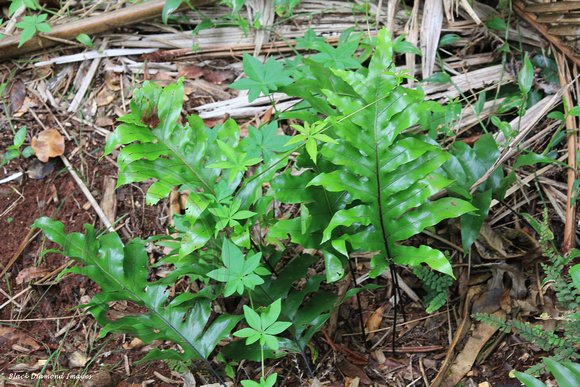 Microsorum pustulatum subsp. pustulatum - Kangaroo Fern