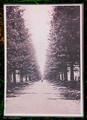 Original Norfolk Island Pine Avenue, Norfolk Island
