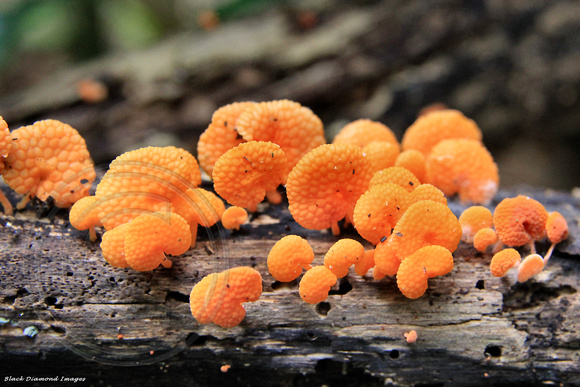 Favolaschia calocera - Orange Pore Fungus, Norfolk Island Botanic Gardens