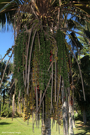 Howea forsteriana Kentia Palm - Norfolk Island
