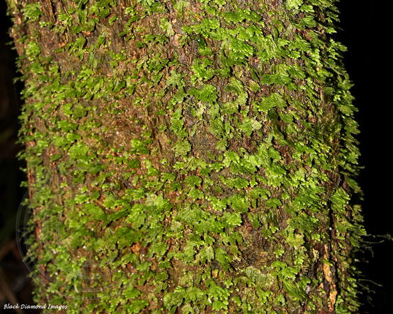 Unidentified Moss on Tree Trunk - Red Road Norfolk National Park