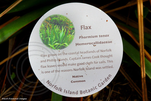 Phormium tenax - Flax, Palm Glen Norfolk Island Botanic Gardens