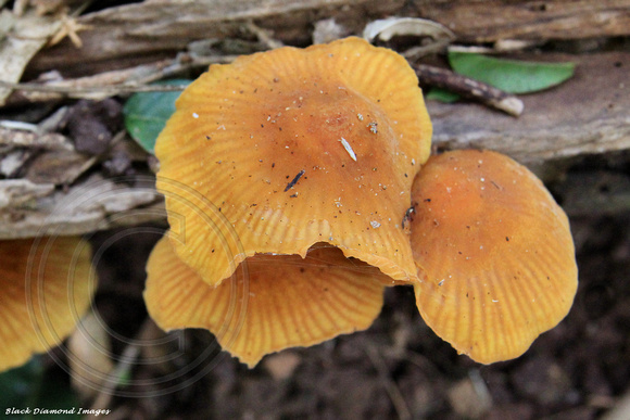 Unidentified Fungi - Norfolk Island Botanic Gardens