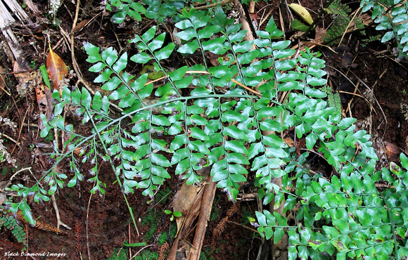 Asplenium dimorphum - Two-frond Fern, Lace Fern - Palm Glen, Norfolk Island National Park