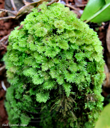 Hypopterygium tamarisci - Palm Glen, Norfolk Island National Park