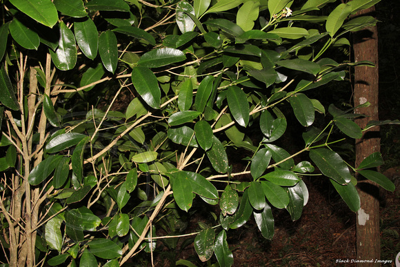 Baloghia inophylla - Brush Bloodwood, Scrub Bloodwood, Norfolk Island Botanic Gardens