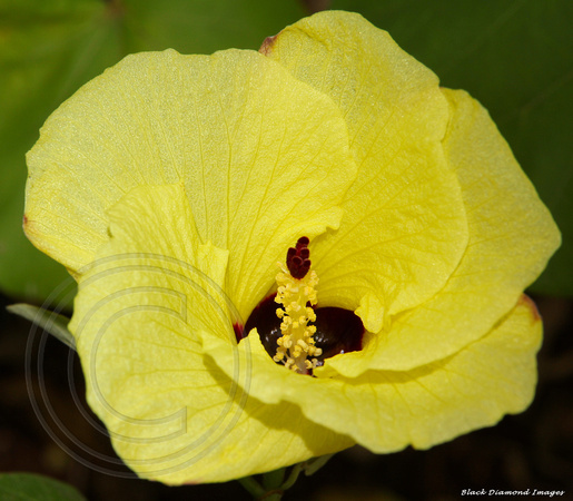 Hibiscus tiliaceus - Norfolk Hibiscus, Cottonwood Hibiscus, Coast Cottonwood - Norfolk Island Botanic Gardens