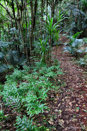 Microsorum pustulatum subsp. pustulatum & Cordyline obtecta - Palm Glen, Norfolk Island National Park