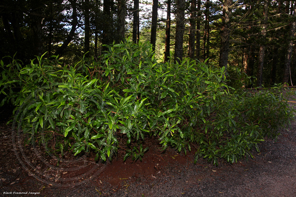 Dodonaea viscosa subsp. viscosa - Tea Tree, Hopwood, Ake Ake