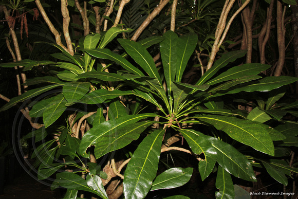 Meryta angustifolia - Narrow-leaved Meryta - Norfolk Island Botanic Gardens