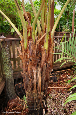Cyathea brownii - Norfolk Tree Fern