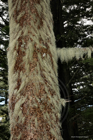 Usnea sp. - Norfolk Island National Park