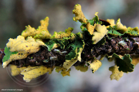 Pseudocyphellaria sp. ? - Often found growing on Araucaria heterophylla on Norfolk Island