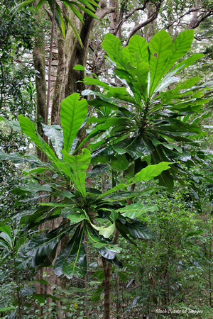 Meryta angustifolia - Narrow-leaved Meryta