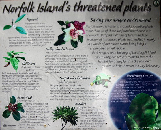 Norfolk Islands Threatened Plants - Norfolk Island Botanic Gardens